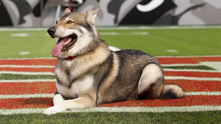 Somebody Poisoned The Family Of NC State's Adorable Wolfpack Mascot
